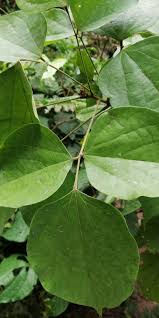 Image result for Agelaea pentagyna