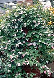 When i first moved into my house, as with most new construction although it is perennial only in the warmest zones of north america, since it grows quickly it can be used as an annual vine further north. Perennial Vines Vines Climbers Twiners U Of I Extension