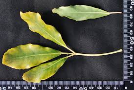 Image result for Neocussonia umbellifera