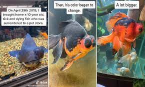 Tiktok Owner Shows How He Transformed Of Dying Goldfish Daily Mail Online