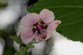 Image result for Abutilon longicuspe