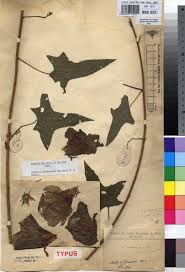 Image result for Hibiscus rostellatus