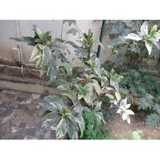 Image result for Pseuderanthemum ludovicianum