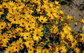 Image result for Osteospermum monocephalum