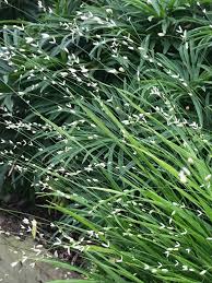 Image result for Melinis ambigua