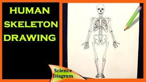 Ligaments attach bones to other bones. How To Draw The Human Skeleton Diagram The Human Skeleton Easy Drawing Tutorial Youtube