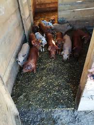 Maybe you would like to learn more about one of these? Porci De Carne Din Rasa Mangalita Startseite Facebook