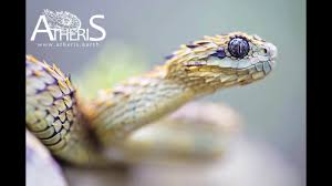 They are found only in tropical subsaharan africa (excluding southern africa). Atheris Hispida Uganda African Hairy Bush Viper Vipere Dragon Atheris Earth Youtube