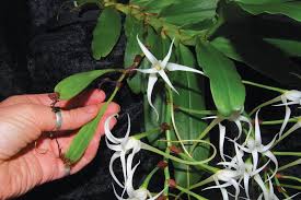 Image result for Cyrtorchis neglecta