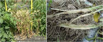 Image result for tomato seedling fusarium wilt