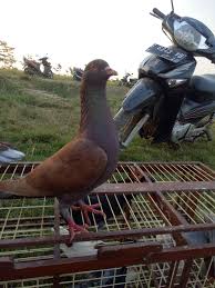 Paling bagus 23 gambar burung anak tk di 2020 gambar burung anak. Peternekan Merpati Ring Hr174 Home Facebook