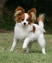 White Brown Papillon Haircuts For Longhair Papillon Puppy Papillon Dog Papillion Dog