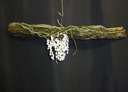 Image result for Scolopia stolzii