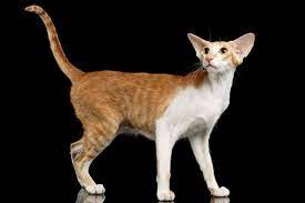 Finding a oriental shorthair cat breeder in arizona can be difficult, but we've done all of the hard work for you. Oriental Shorthair Cat Cat Breeds Information