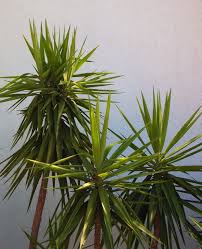 ***wandtattoo wellness oase badezimmer entspannung palme ***. Yucca Palme Richtig Pflegen Schneiden Und Vermehren