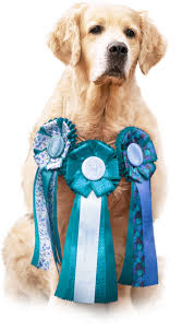 Image result for zlatý retrívr