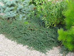 Image result for Cotoneaster microphyllus