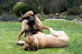 Os filhotes também precisam de cuidados especiais na hora do banho. Fila Brasileiro Conheca Tudo Sobre A Raca Doghero