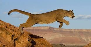 We Re Not Mountain Lion About These Facts Mountain Lion Animals Big Cats
