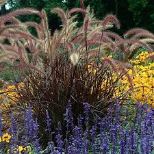 How to plant princess caroline purple fountain grass. Purple Fountain Grass Pennisetum Rubrum 6 Pot Walmart Com Walmart Com