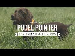 The german shorthaired pointer (gsp) is a medium to large sized breed of dog developed in the 19th century in germany for hunting. Pudelpointer Mixed Breed Info Pictures Puppies Facts Doggie Designer