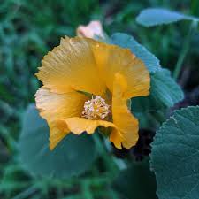 Image result for Abutilon grantii