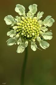 Image result for Scabiosa drakensbergensis