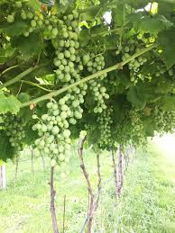 Maybe you would like to learn more about one of these? La Potatura Verde Della Vite Di Uva Da Tavola Stocker Garden