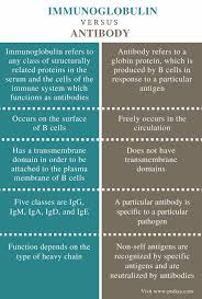 Difference Between Immunoglobulin And Antibody Definition Structure Function Plasma Membrane Cell Membrane Definitions