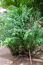 Image result for Summerhayesia zambesiaca