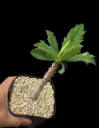 Image result for Monadenium torrei