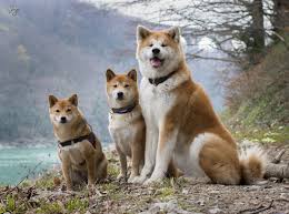j lo hiro meika japanese dogs japanese akita cute animals