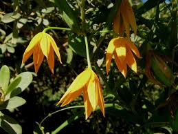 Image result for Littonia modesta