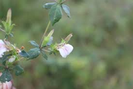 Image result for Blepharis integrifolia