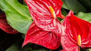 Maybe you would like to learn more about one of these? Rekomendasi Tanaman Hias Dengan Daun Merah Ada Bunga Flamingo Yang Tumbuh Baik Dalam Cahaya Terang Halaman 4 Tribun Jambi