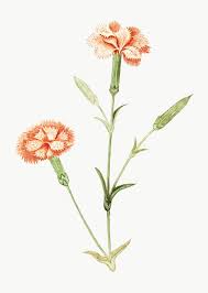 Vintage Carnation Flower Illustration Free Image By Rawpixel Com Flower Illustration Carnation Flower Flower Drawing