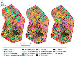 Image result for Platycaulos