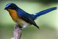 We did not find results for: Buah Buahan Untuk Burung Tledekan