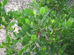 Image result for Faurea racemosa