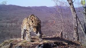 The leopard (panthera pardus) is one of the five extant species in the genus panthera, a member of the cat family, felidae. Selfi Kotyat I Lyubovnaya Perepiska Popali Na Video Na Zemle Leoparda Youtube