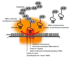Wie alle anderen rnas ist die mrna einzelsträngig und besteht aus ribosezucker, nucloebasen (adenin, cytosin, guanin und uracil) und einer phosphatgruppe. Translation Molekularbiologie Genetik
