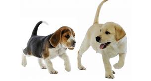 When looking for a dog to get, it is important that you know and understand what breed you are buying and why. Beagle Lab Mix Breed Guide Discover The Popular Beagador Dog