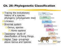 Ch 26 Phylogenetic Classification Ztracing The Evolutionary History Of A Species Phylogeny Phylogenetic Tree Zlinnaeus Zbinomial System Ygenus Species Ppt Download