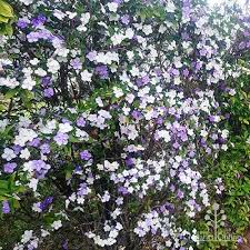 Image result for Brunfelsia