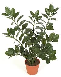 Image result for Zamia