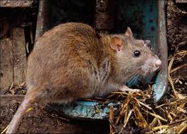 Maka dengan sendirinya tikus curut tidak akan pernah kembali lagi dan mengganggumu. Gampang Cara Usir Atau Basmi Tikus Dan Curut Dari Rumah Dengan Mudah Liputan Indonesia