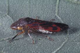 Image result for Pneumatopteris prismaticus