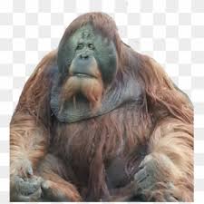 Download free orang utan png images, orang tua, orang, mighty utan lego store, orang our database contains over 16 million of free png images. Orangutan Png Download Orangutan Clipart 5944592 Pikpng