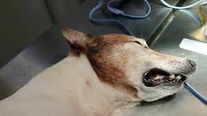 They might get cataracts in their eyes or get lens luxation where the lens of the eye is dislocated. A 16 Year Old Jack Russell Has Foul Breath And Coughs Blood Why Youtube