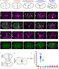 Maybe you would like to learn more about one of these? Aurora B Is Required For Programmed Variations Of Cytokinesis During Morphogenesis In The C Elegans Embryo Biorxiv